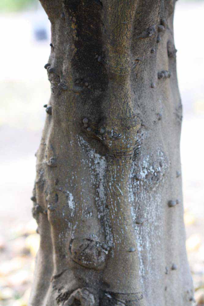            Bark (Stow #7, Riverside, CA)   